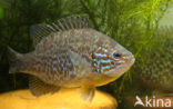 Pumpkinseed Sunfish (Lepomis gibbosus)