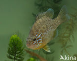 Pumpkinseed Sunfish (Lepomis gibbosus)