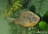 Zonnebaars (Lepomis gibbosus)