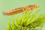 Little emperor dragonfly (Anax parthenope)