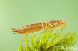 Little emperor dragonfly (Anax parthenope)