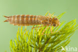 Little emperor dragonfly (Anax parthenope)