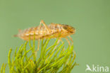 Little emperor dragonfly (Anax parthenope)