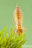 Zuidelijke keizerlibel (Anax parthenope)