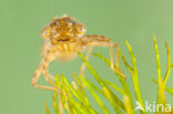 Zuidelijke keizerlibel (Anax parthenope)