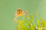 Little emperor dragonfly (Anax parthenope)