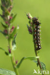 Knot Grass (Acronicta rumicis)