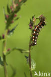 Knot Grass (Acronicta rumicis)