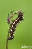 Zuringuil (Acronicta rumicis)