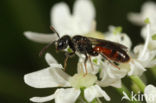 Sphecodes niger