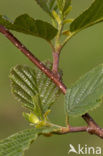 black alder (Alnus glutinosa)