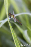 Zwarte heidelibel (Sympetrum danae)