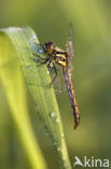 Zwarte heidelibel (Sympetrum danae)