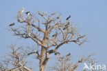 Zwarte Ooievaar (Ciconia nigra)