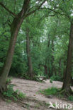 Black Poplar (Populus nigra)