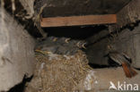 Black Redstart (Phoenicurus ochruros)