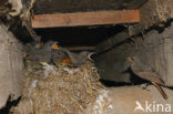 Black Redstart (Phoenicurus ochruros)