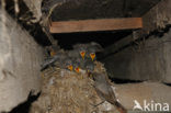 Black Redstart (Phoenicurus ochruros)