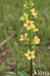 Zwarte toorts (Verbascum nigrum)