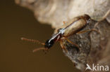 Zwartkopschorsloper (Philorhizus melanocephalus)
