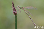 Zwervende pantserjuffer (Lestes barbarus)