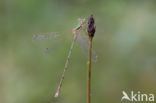 Zwervende pantserjuffer (Lestes barbarus)