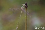 Zwervende pantserjuffer (Lestes barbarus)