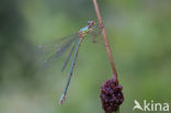 Zwervende pantserjuffer (Lestes barbarus)