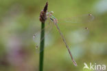 Zwervende pantserjuffer (Lestes barbarus)