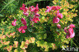 Tuberous Pea (Lathyrus tuberosus)