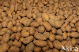Potato (Solanum tuberosum)