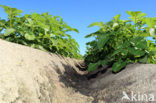 Potato (Solanum tuberosum)