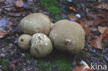 Aardappelbovist (Scleroderma aurantium)