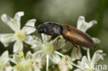 Agriotes ustulatus