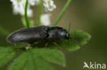 Agriotes ustulatus