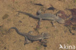 Alpine Newt (Ichthyosaura alpestris)