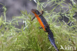 Alpine Newt (Ichthyosaura alpestris)