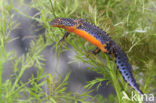 Alpine Newt (Ichthyosaura alpestris)