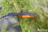 Alpine Newt (Ichthyosaura alpestris)