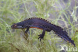 Alpine Newt (Ichthyosaura alpestris)