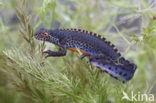 Alpine Newt (Ichthyosaura alpestris)