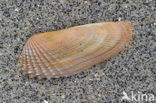 Amerikaanse boormossel (Petricola pholadiformis)