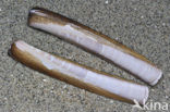 Atlantic razor clam (Ensis directus)