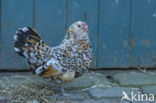 Galliformes