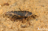 Aphrodes bicincta