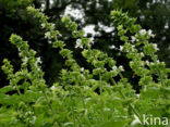 Basil (Ocimum basilicum)