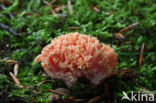 Beukekoraalzwam (Ramaria fagetorum)