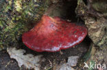 Beefsteak Fungus (Fistulina hepatica)