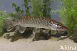 Snook (Centropomus undecimalis)