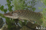 Snook (Centropomus undecimalis)